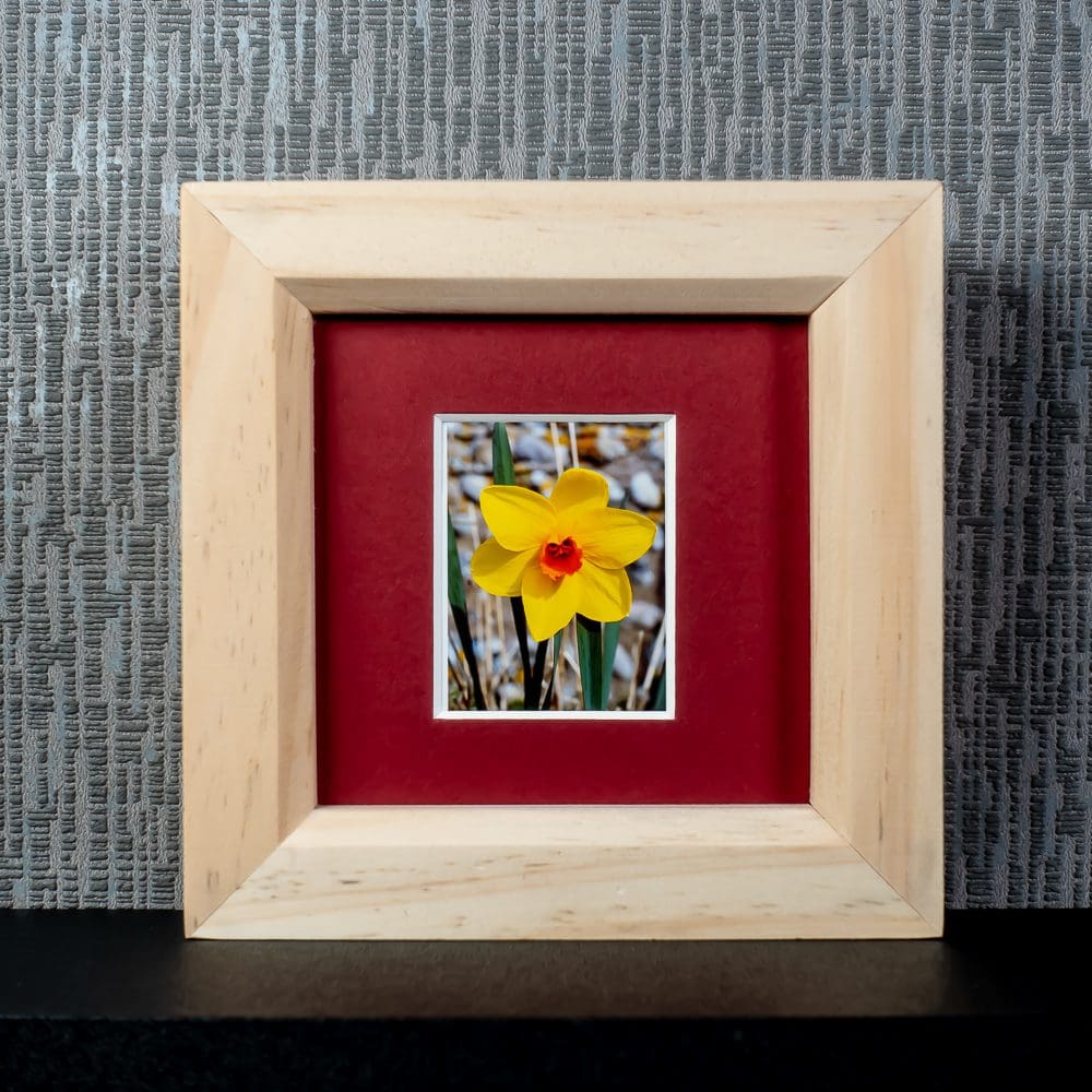 Yellow Daffodil with Orange Centre, framed photograph with optional message including “Just because….” by Pictures2Mixtures