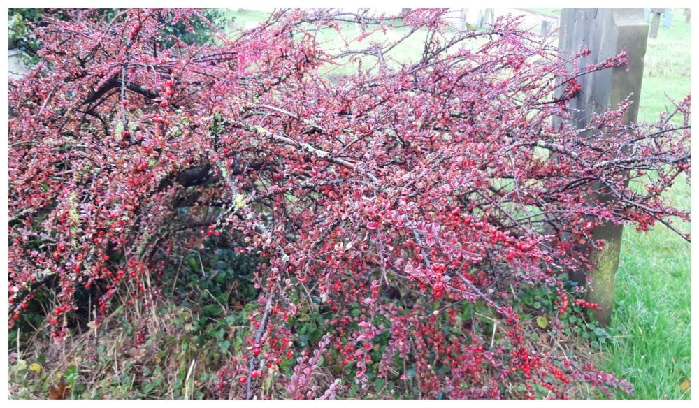 cotoneaster