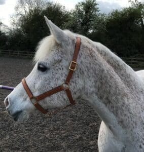 Annie handmade leather head collar