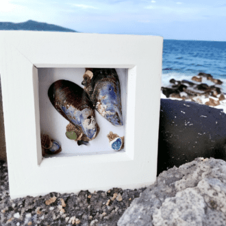 Box frame picture - muscle shells - seaside