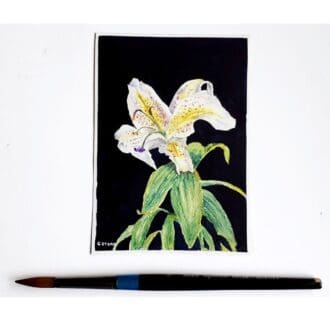 single white lily watercolour