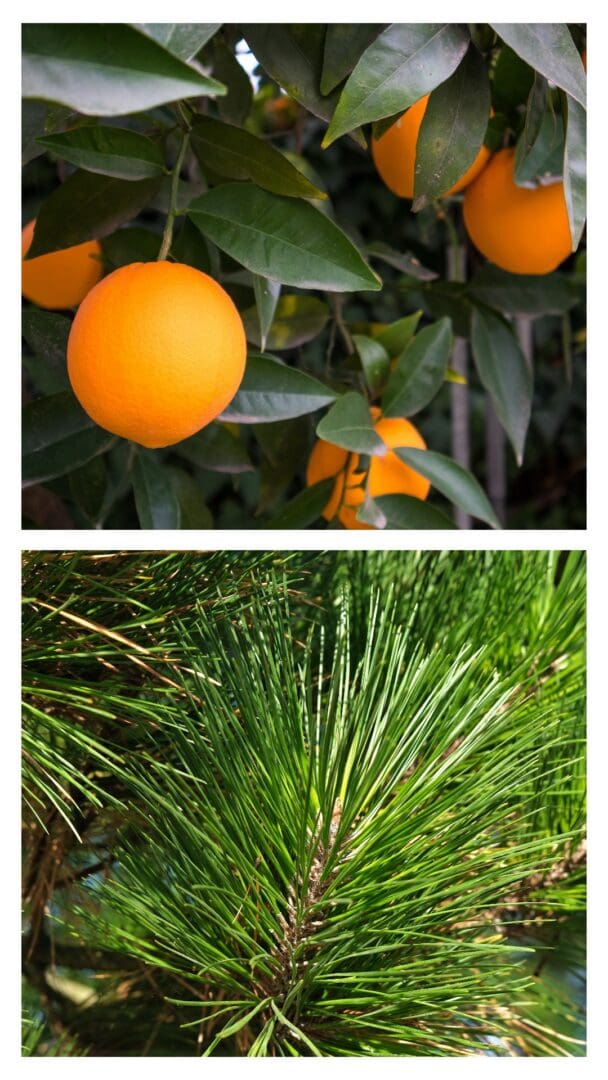 Orange and pine