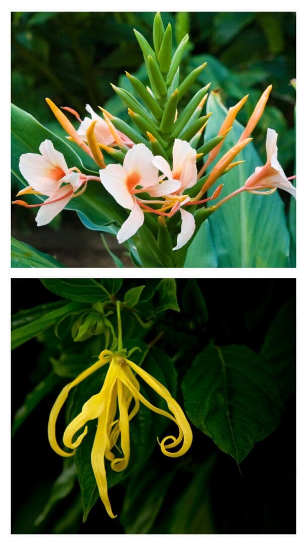 Ginger lily flower and ylang