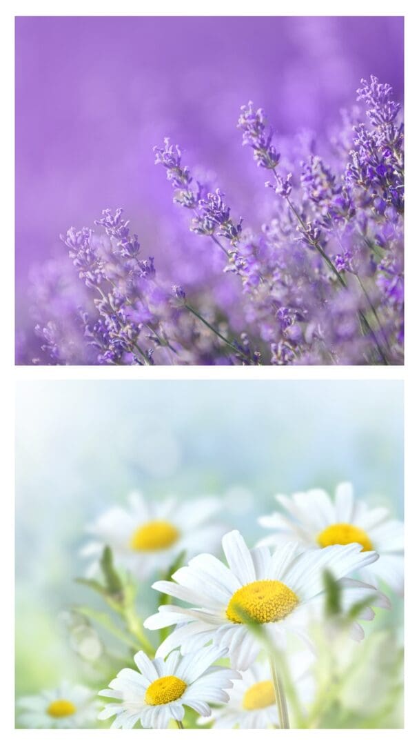 Lavender and chamomile flowers