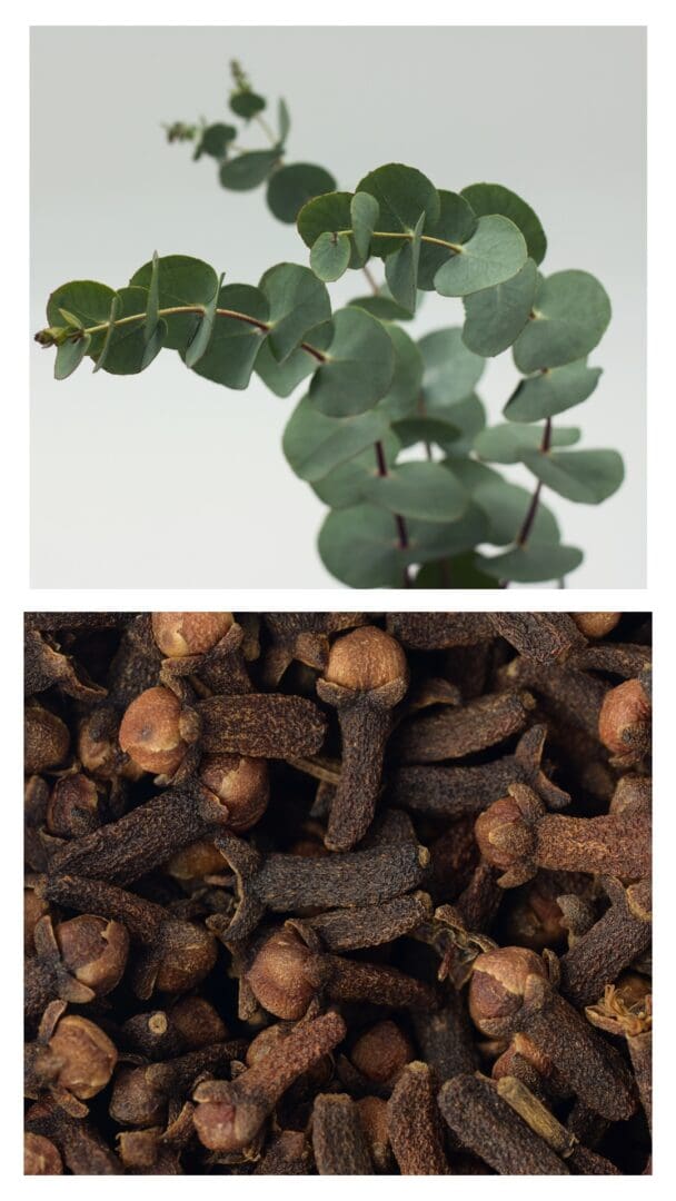eucalyptus and clove bud