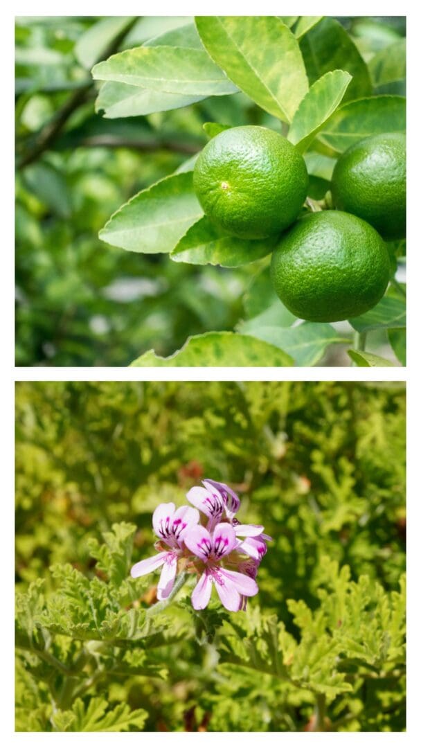 citronella plant and limes