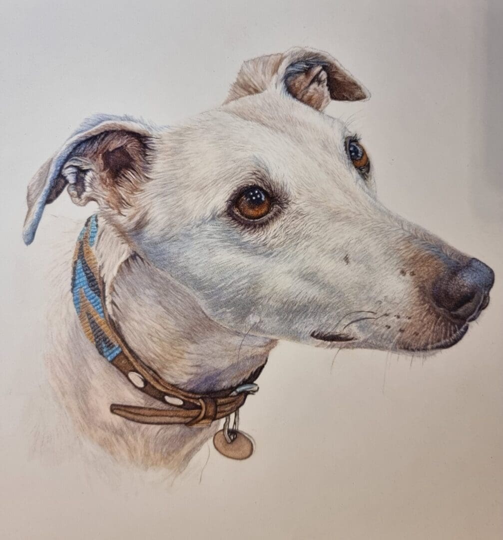 Watercolour dog portrait by Davina Brien- Two Little Hares Designs