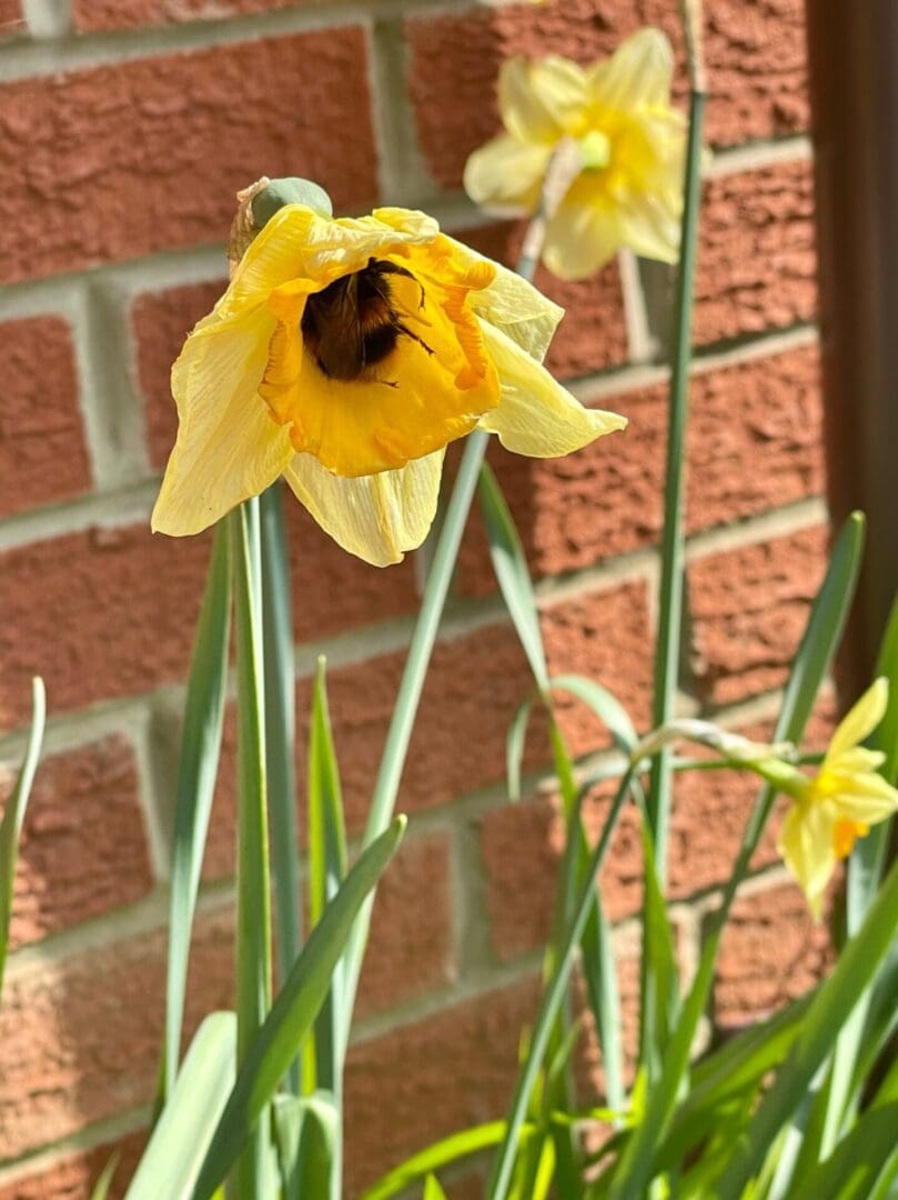 Daffodil with bee.