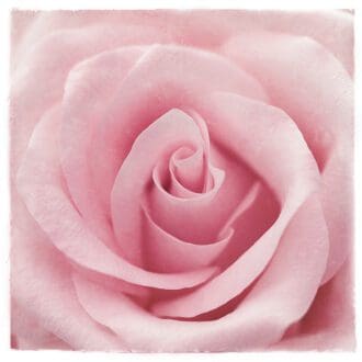 Pink Rose Greeting Card