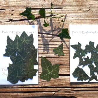Real pressed ivy leaves