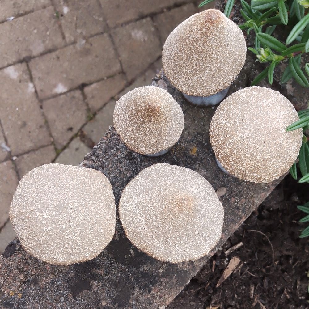 Miniature Textured Ceramic Mushrooms