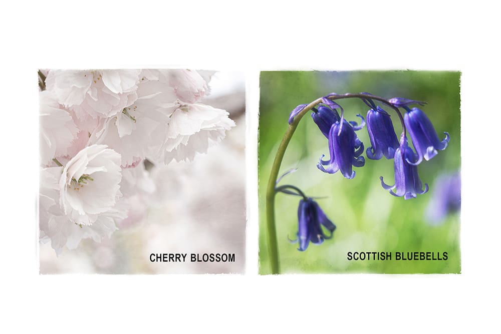 Blossom and Bluebells