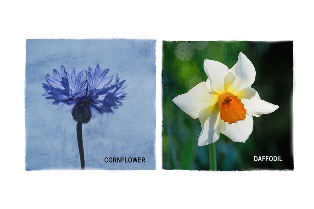 Cornflower and Daffodil
