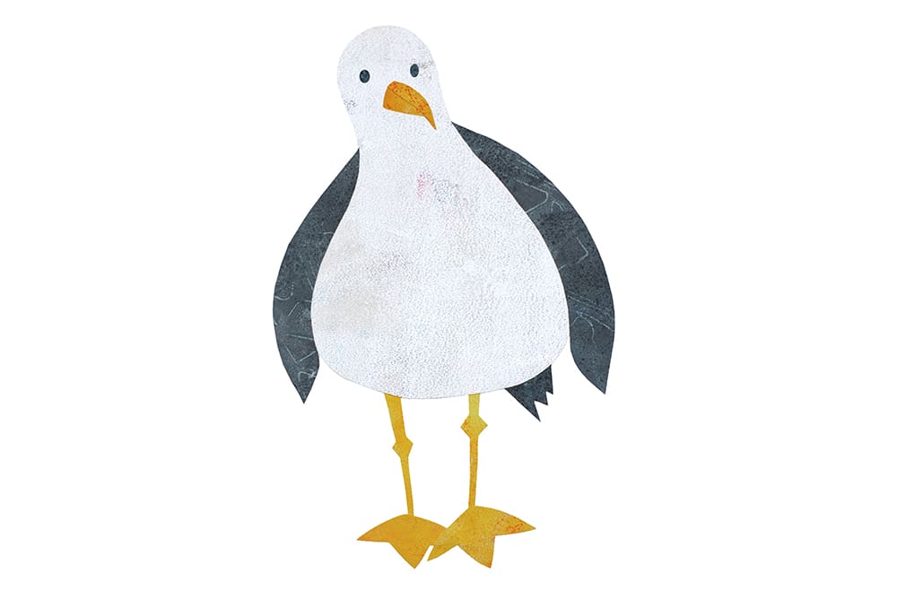 Sidney seagull