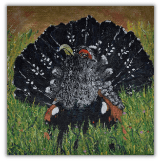 This is an original painting of a capercaillie bird that is found in Scotland. 15.24 x 15.24 x 1.5 cms.
