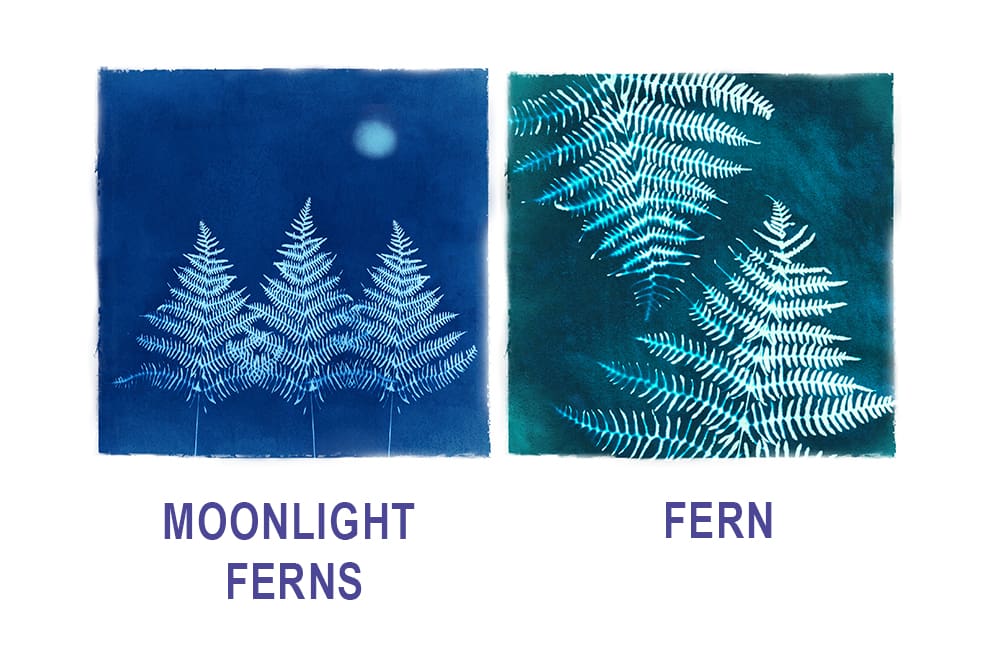 ferns