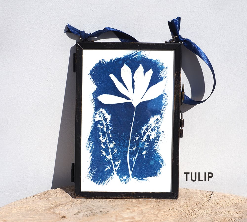 Original tulip cyanotype flowers in metal hanging frame