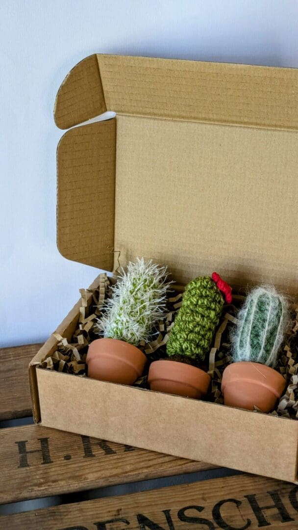 Set of Three Cacti in Brown Packaging Box