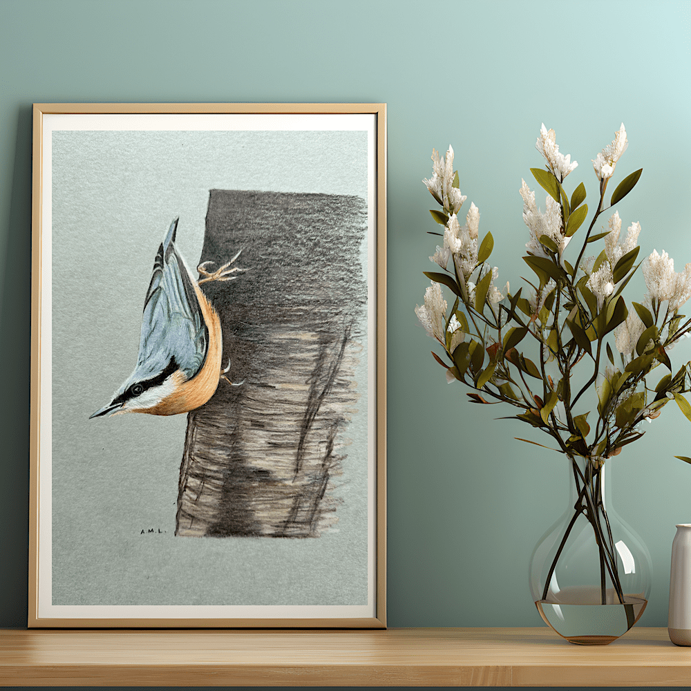 Nuthatch original artwork in coloured pencils. The bird is is in its well known pose hanging on the tree trunk by its feet, looking to the left.