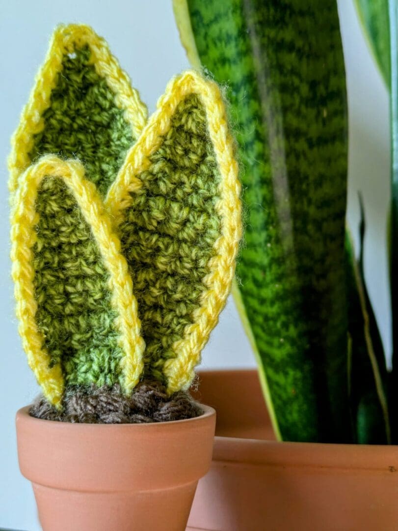 Close Up Crochet Snake Plant and Real Snake Plant