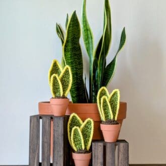 Crochet Snake Plants on Mini Wooden Crates with Real Snake Plant