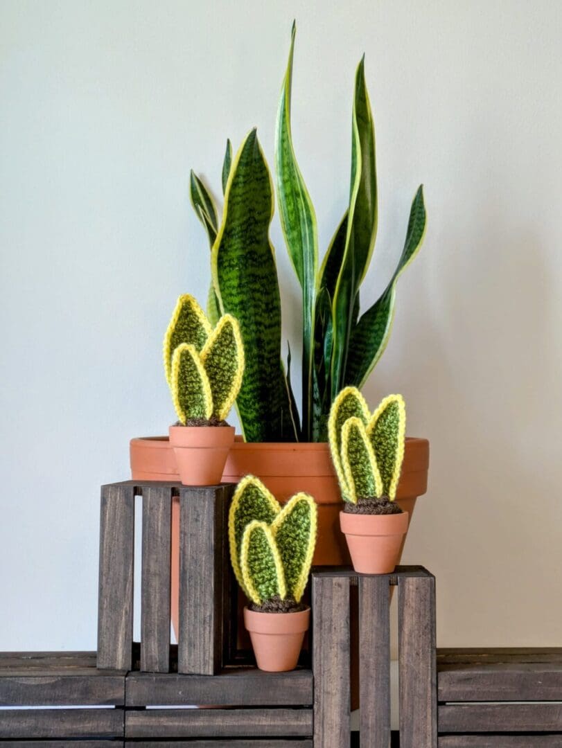 Crochet Snake Plants on Mini Wooden Crates with Real Snake Plant