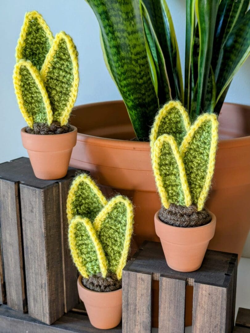 Three Crochet Snake Plants and Real Snake Plant