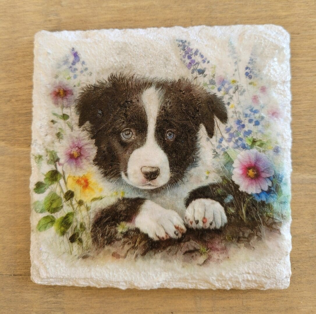 White painted slate coaster with border collie design