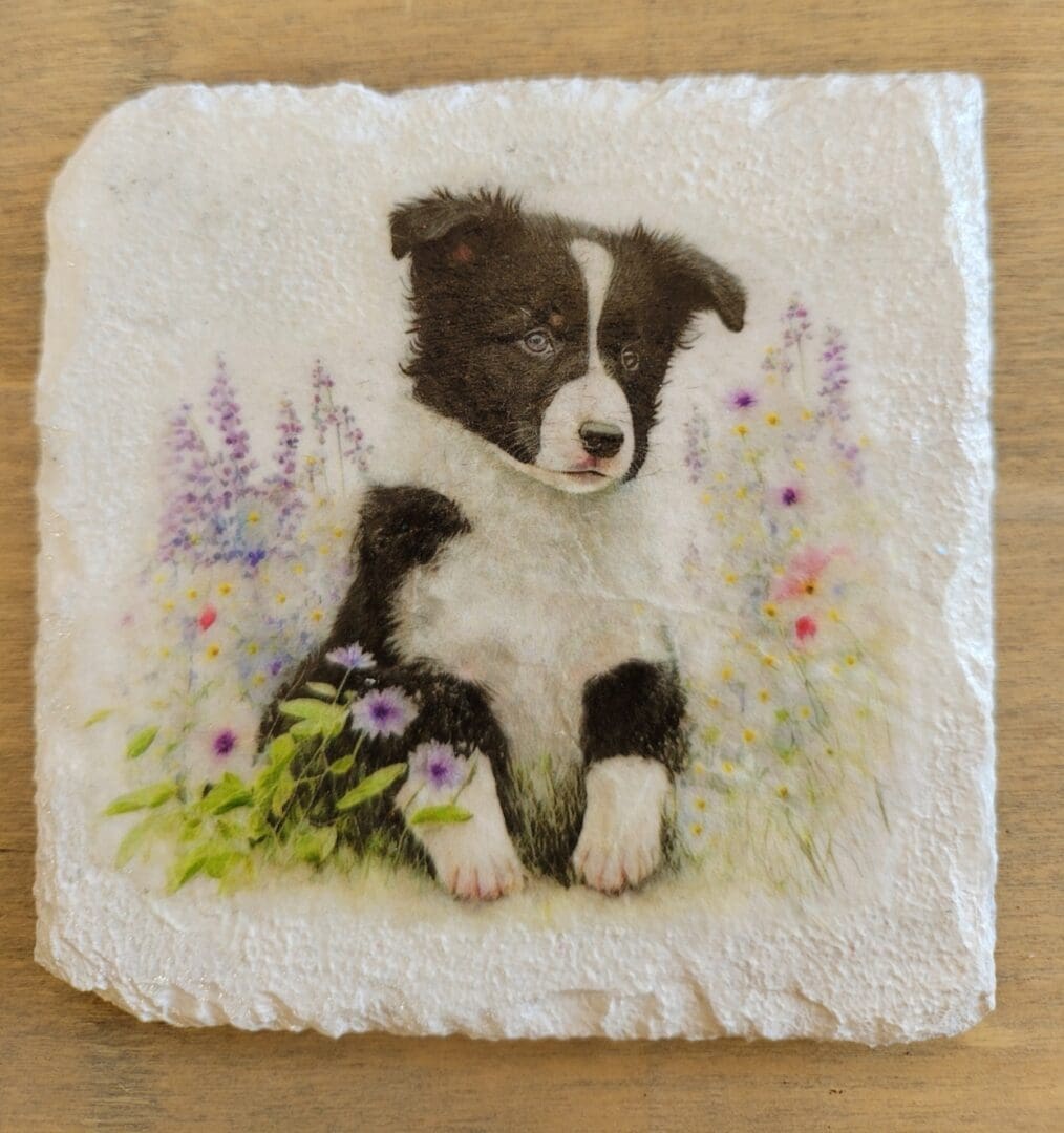 White painted slate coaster with border collie design