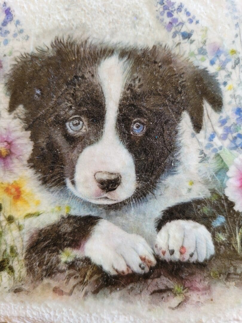 Border collie pup image on white background