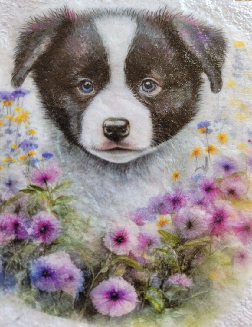 Border collie pup image on a white background and lilac flowers