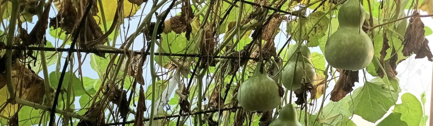 Gorgeous Gourds