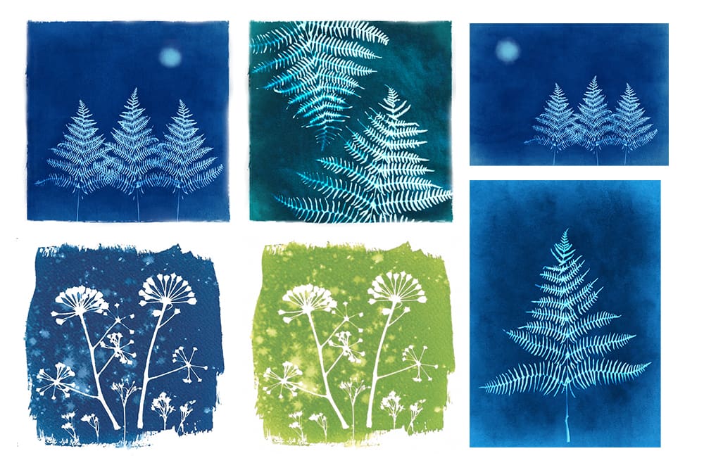 cyanotype card selection