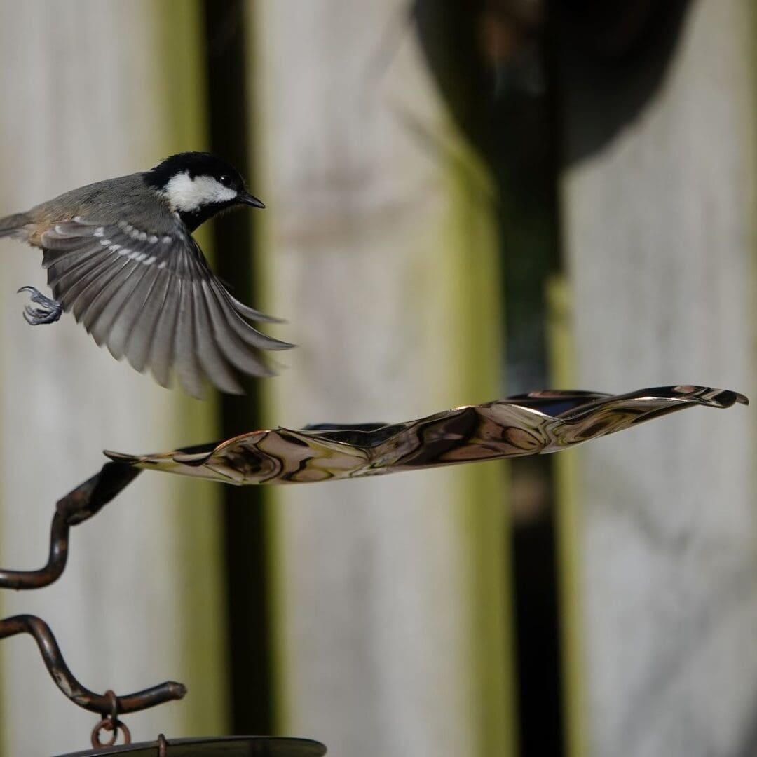 Coal tit in flight above colourful stainless steel Oak leaf on bird feeder tree bird feeder tree bird pole. Freestanding bird feeder