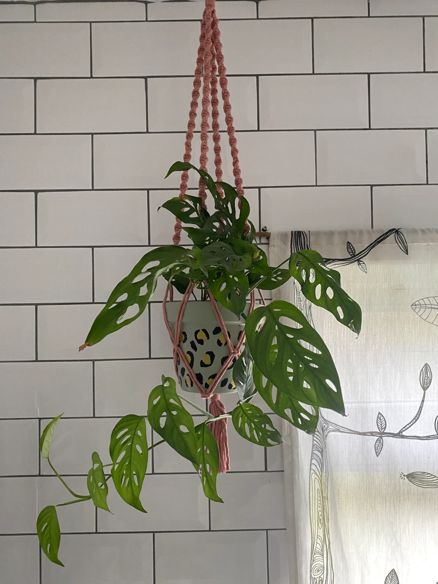 Twisted macrame plant hanger made with blush pink recycled cotton