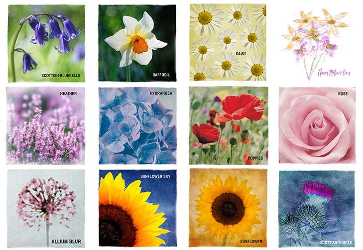 Botanical greeting card choices