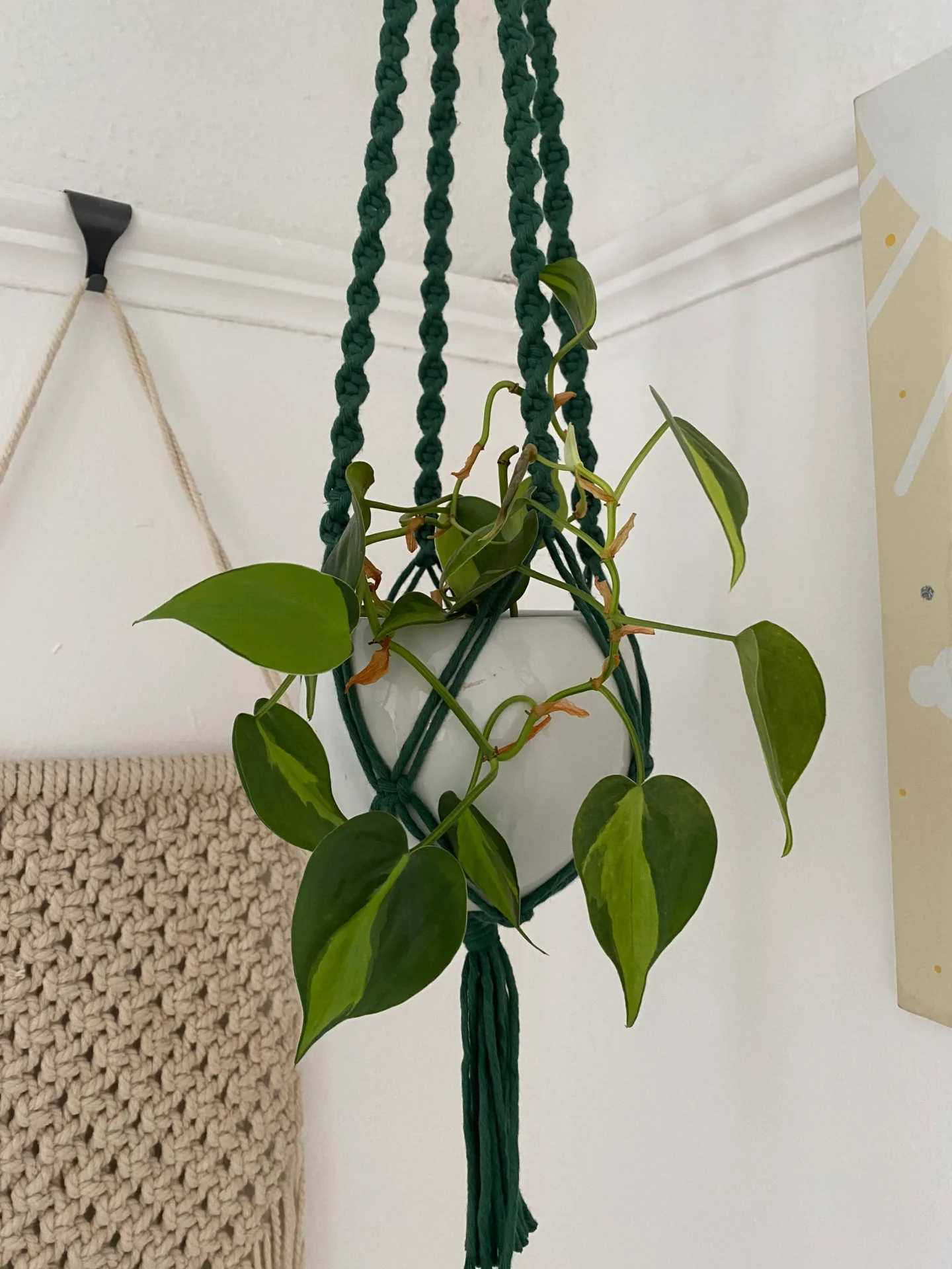 Twisted macrame plant hanger made with pine green recycled cotton