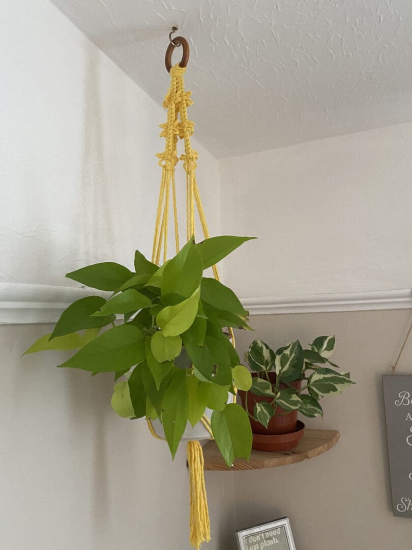 Yellow macrame plant hanger made with recycled cotton.