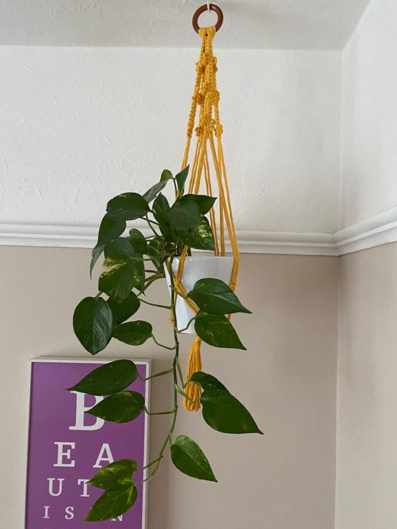 Yellow macrame plant hanger made with recycled cotton.