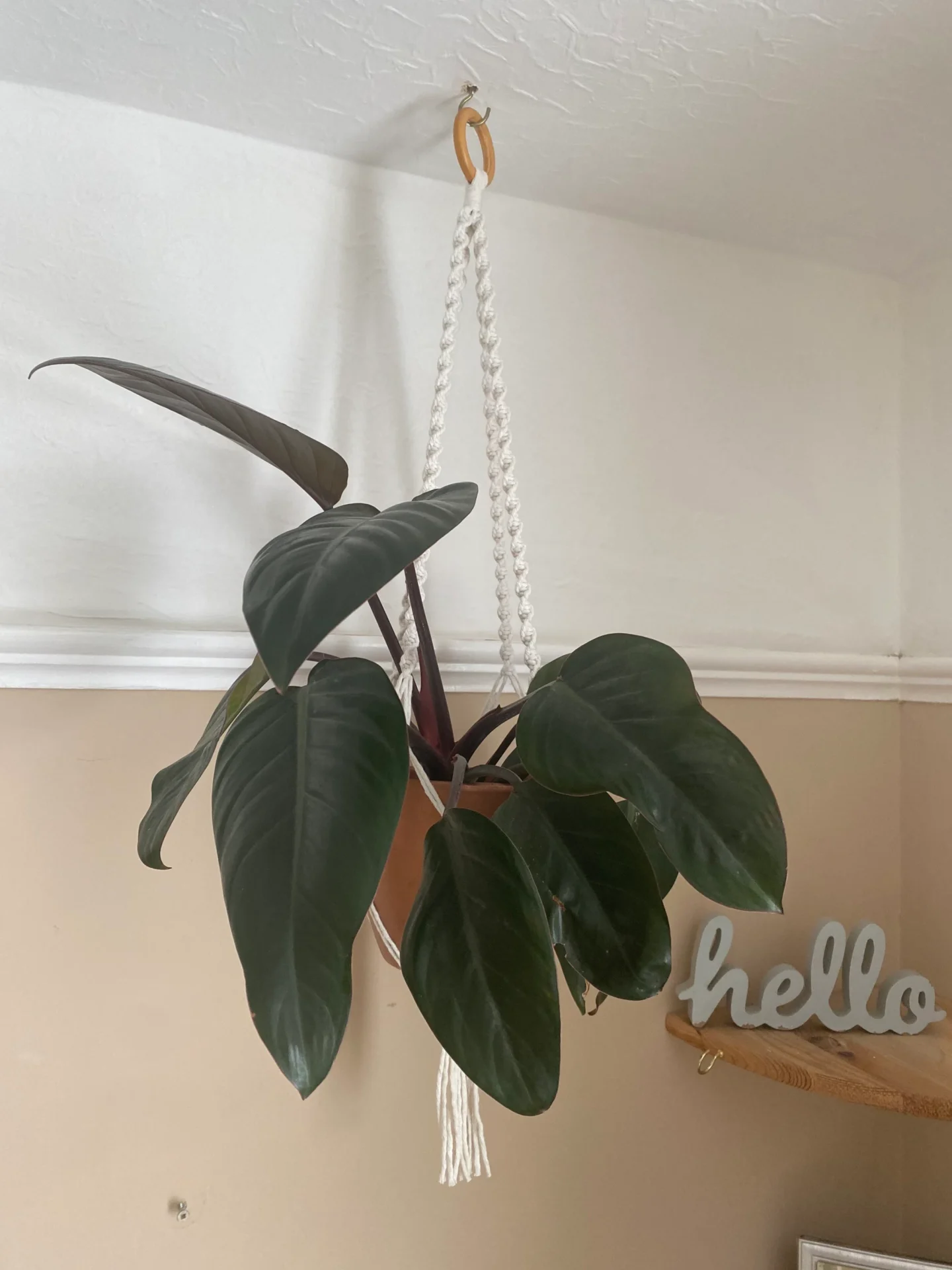 Twisted macrame plant hanger made with natural recycled cotton