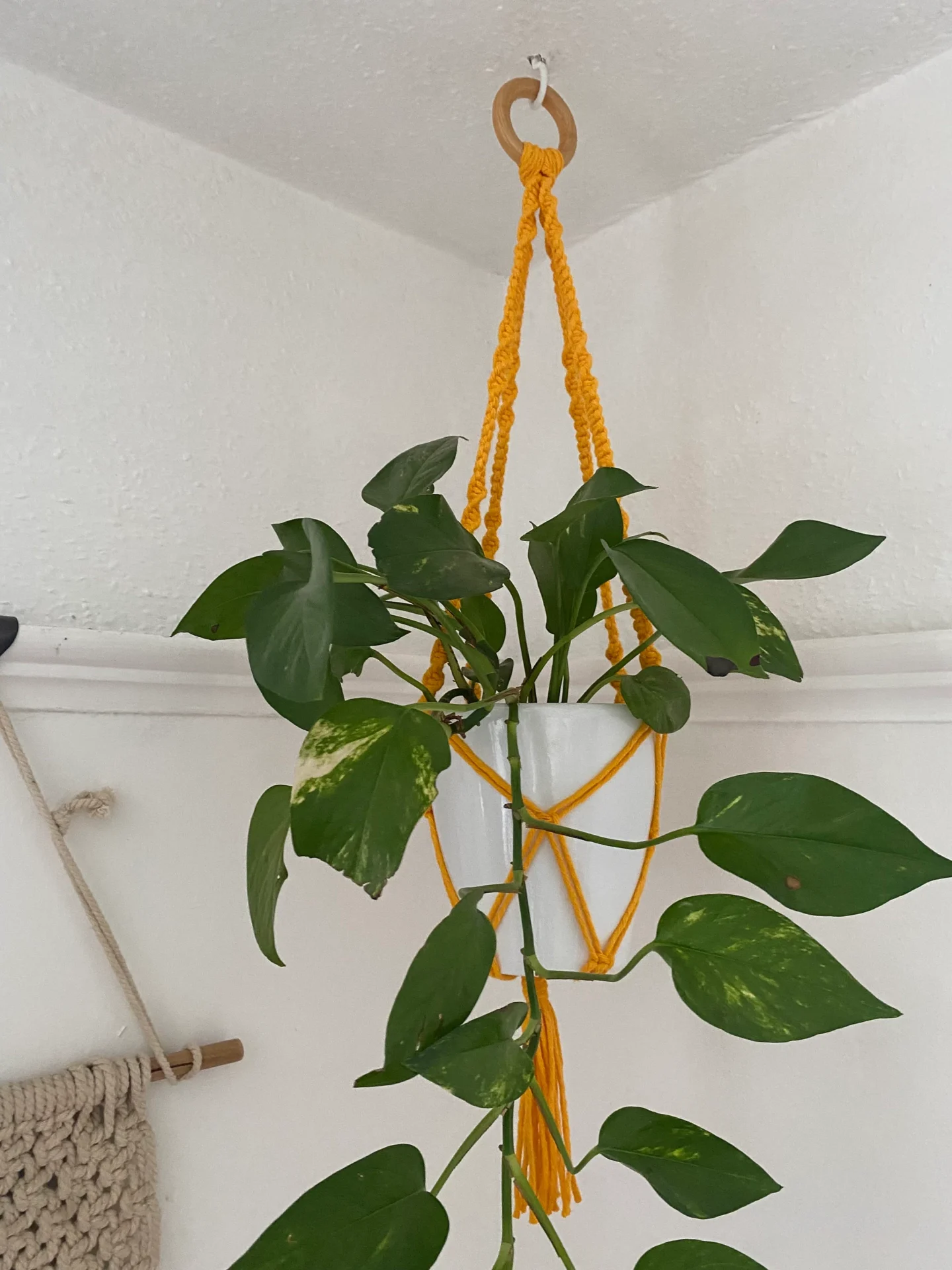 Macrame Plant Hanger made with recycled cotton and a repurposed wooden hanging ring