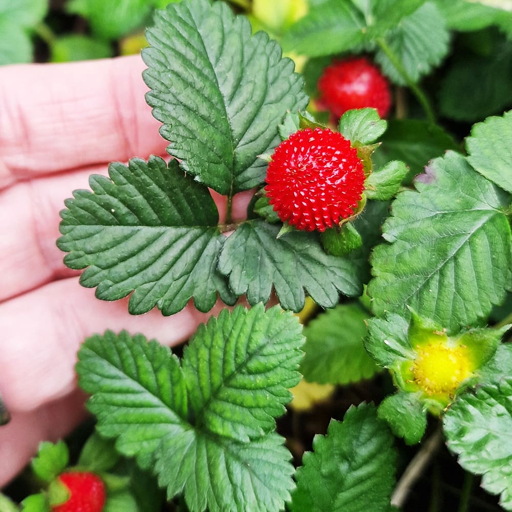 wild strawberry plant