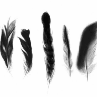 Feathers Art