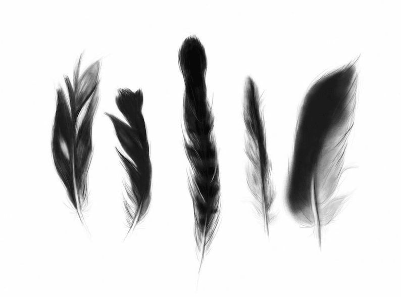 Feathers Art